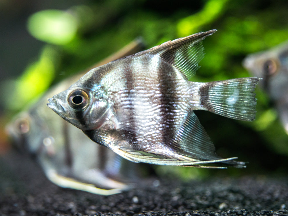 Peruvian Altum Angelfish (Pterophyllum scalare "Peruvian Altum"), Tank-Bred