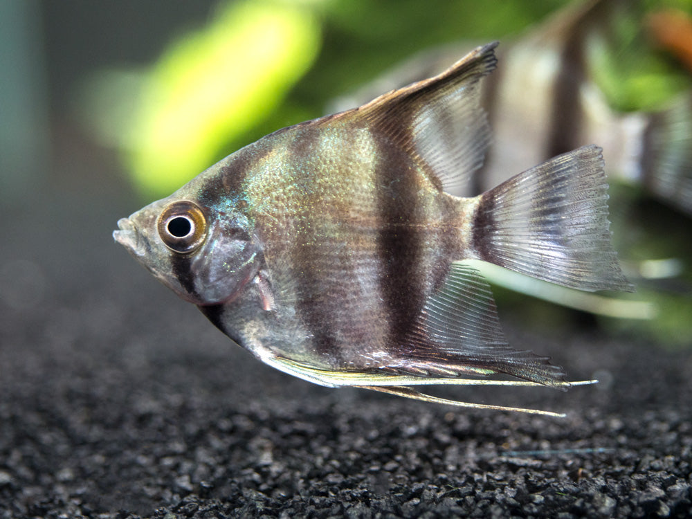 Peruvian Altum Angelfish (Pterophyllum scalare "Peruvian Altum"), Tank-Bred