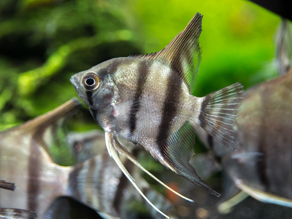 Peruvian Altum Angelfish (Pterophyllum scalare "Peruvian Altum"), Tank-Bred