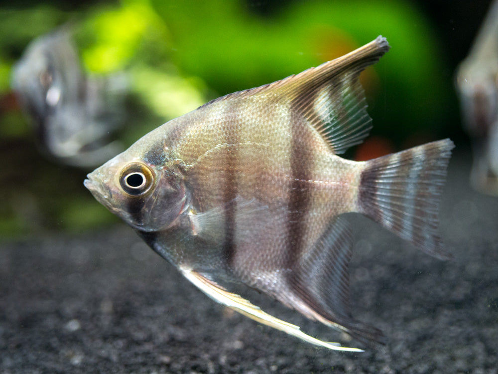 Peruvian Altum Angelfish (Pterophyllum scalare "Peruvian Altum"), Tank-Bred