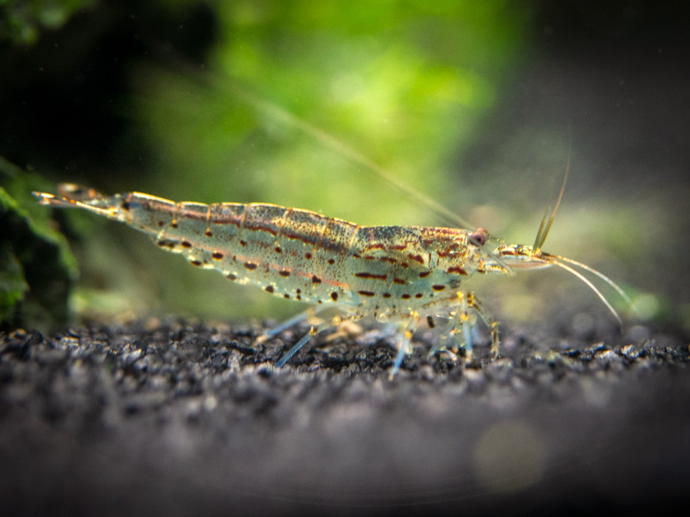 Amano Shrimp Combo Box