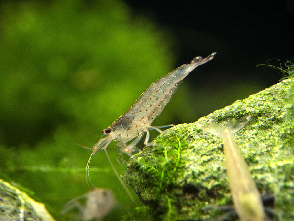 Amano Shrimp Combo Box