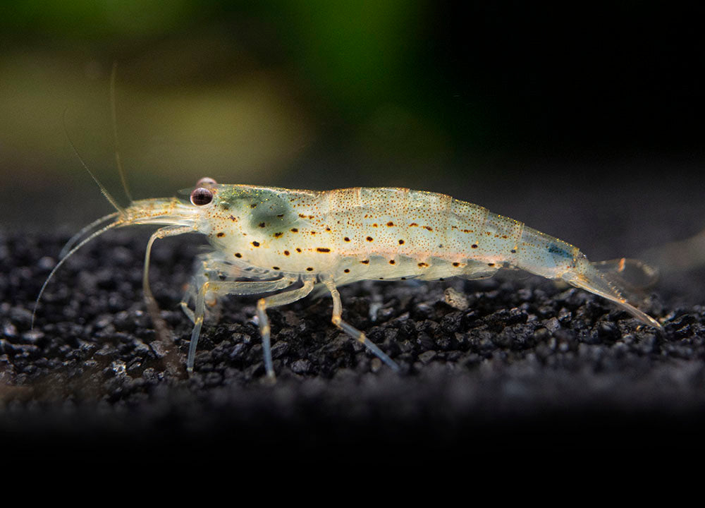 Amano Shrimp Combo Box