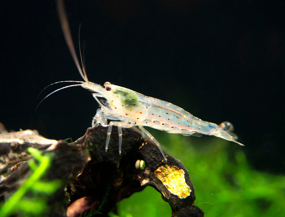 Amano Shrimp Combo Box