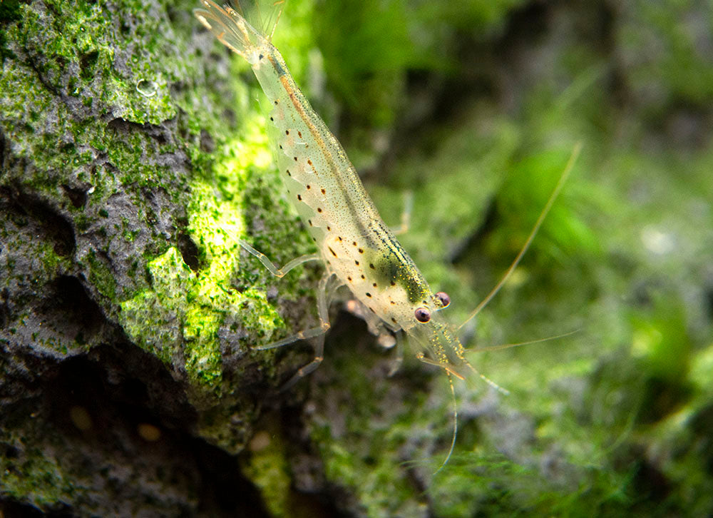 Amano Shrimp Combo Box