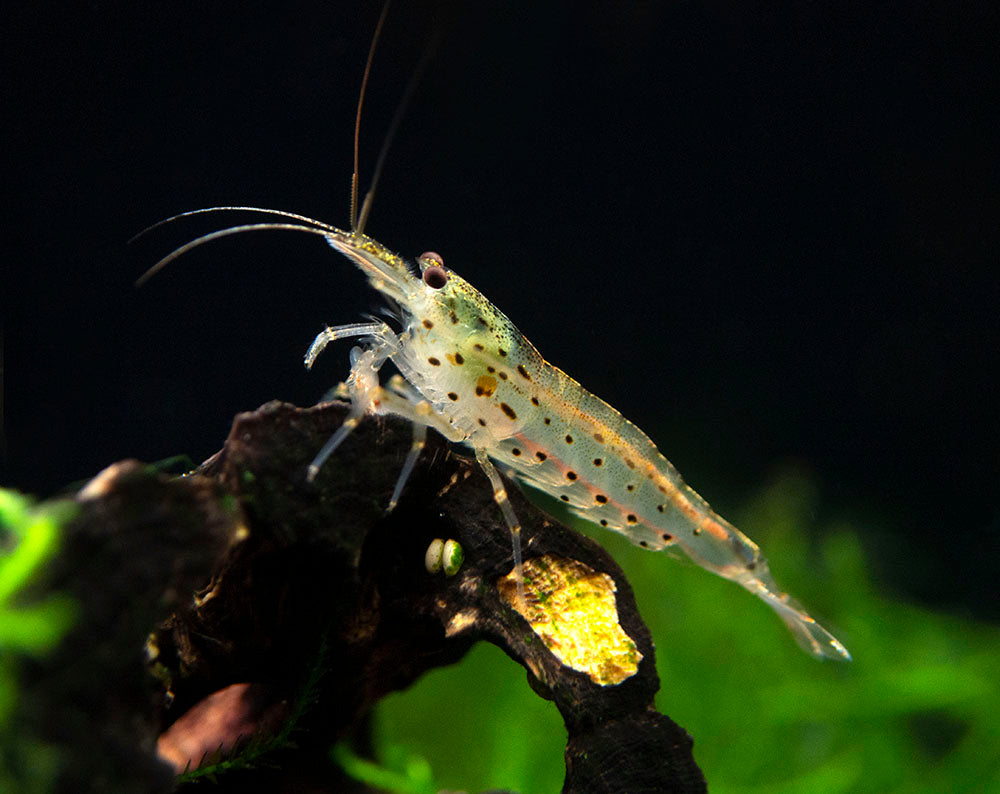 Amano Shrimp Combo Box