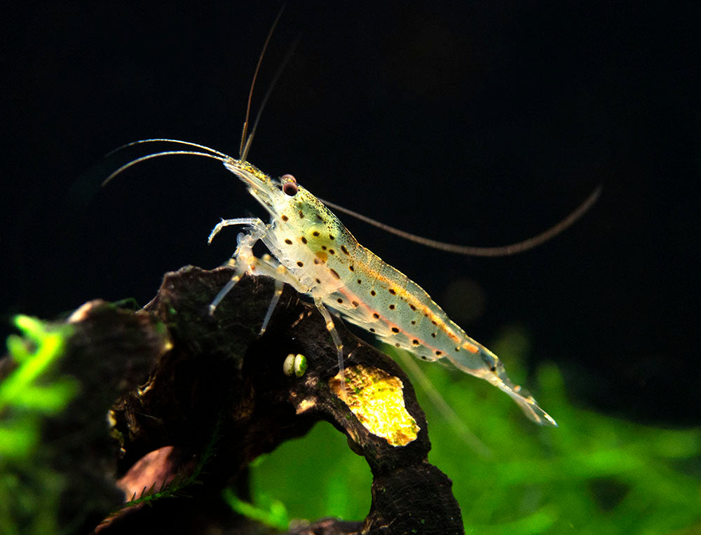 Amano Shrimp Combo Box