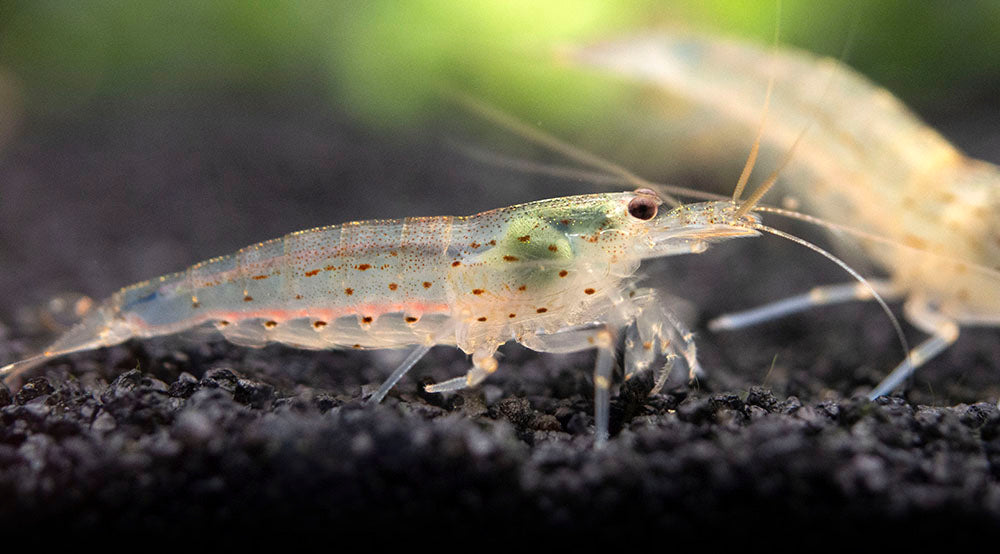 Amano Shrimp Combo Box