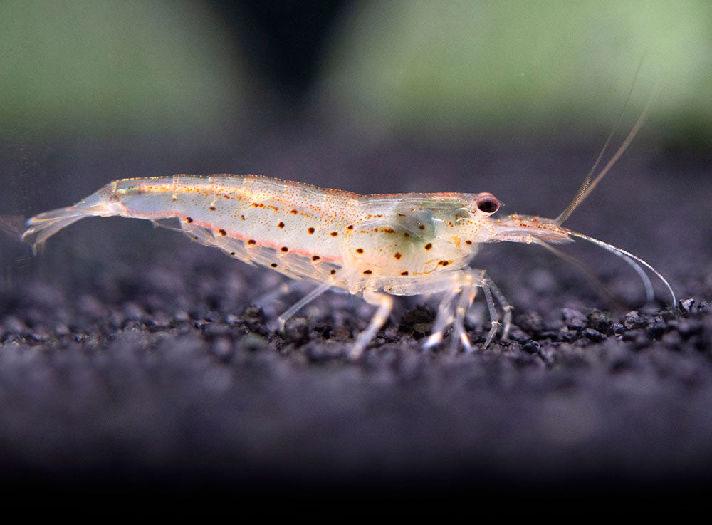 Amano Shrimp Combo Box