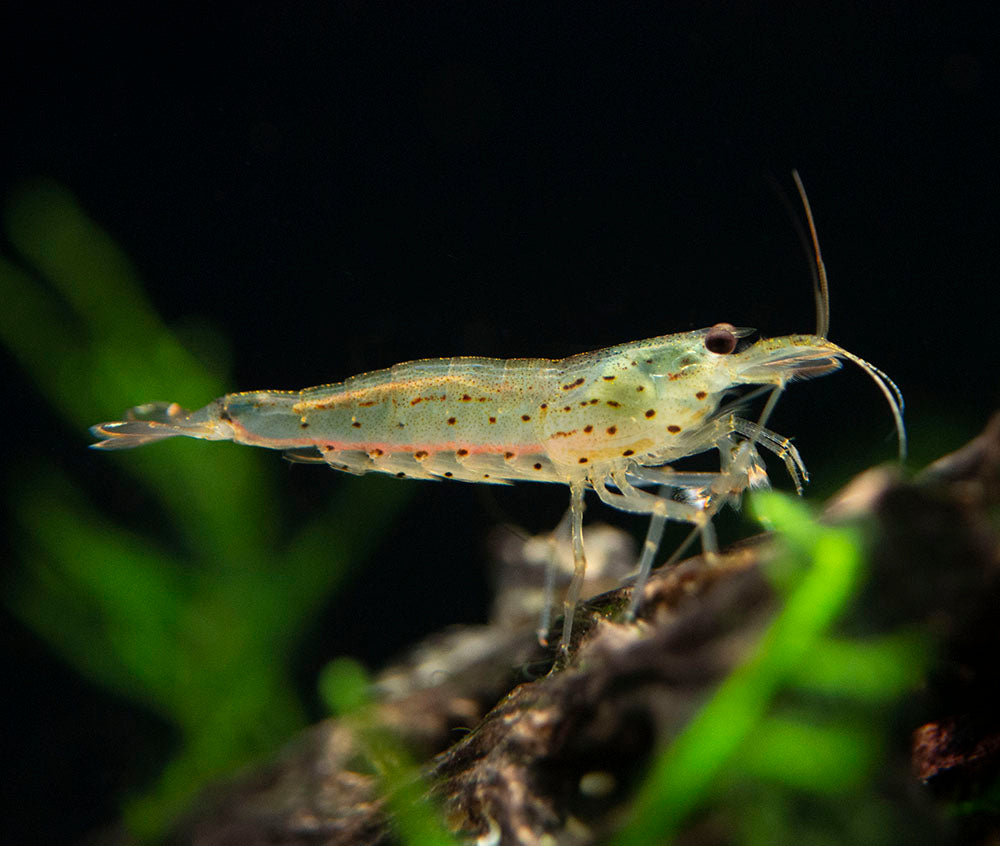 Amano Shrimp Combo Box