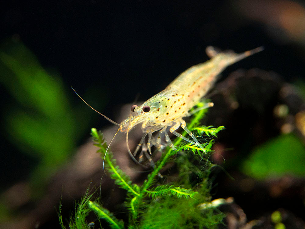 Amano Shrimp Combo Box