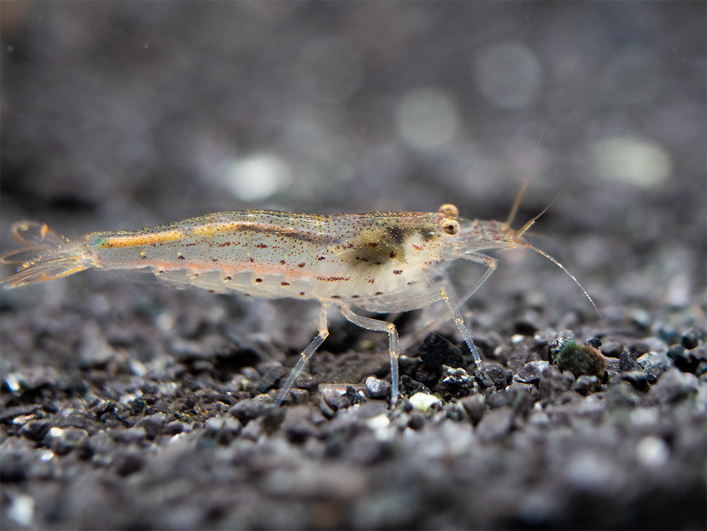 Amano AKA Yamato Shrimp (Caridina multidentata), CAPTIVE-BRED!