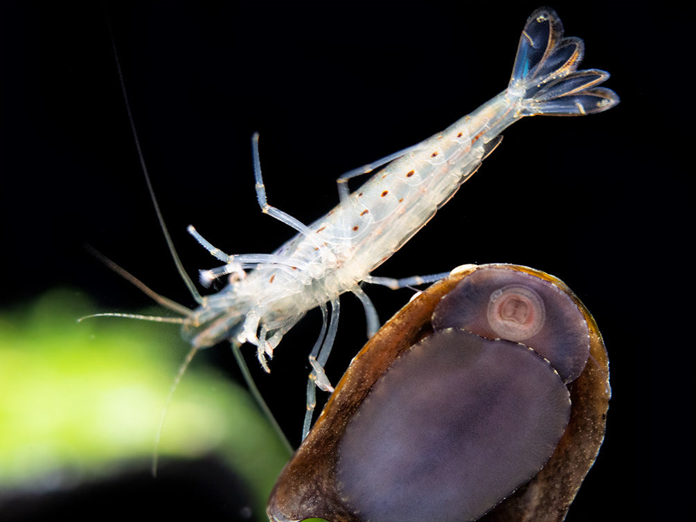 Amano AKA Yamato Shrimp (Caridina multidentata), CAPTIVE-BRED!