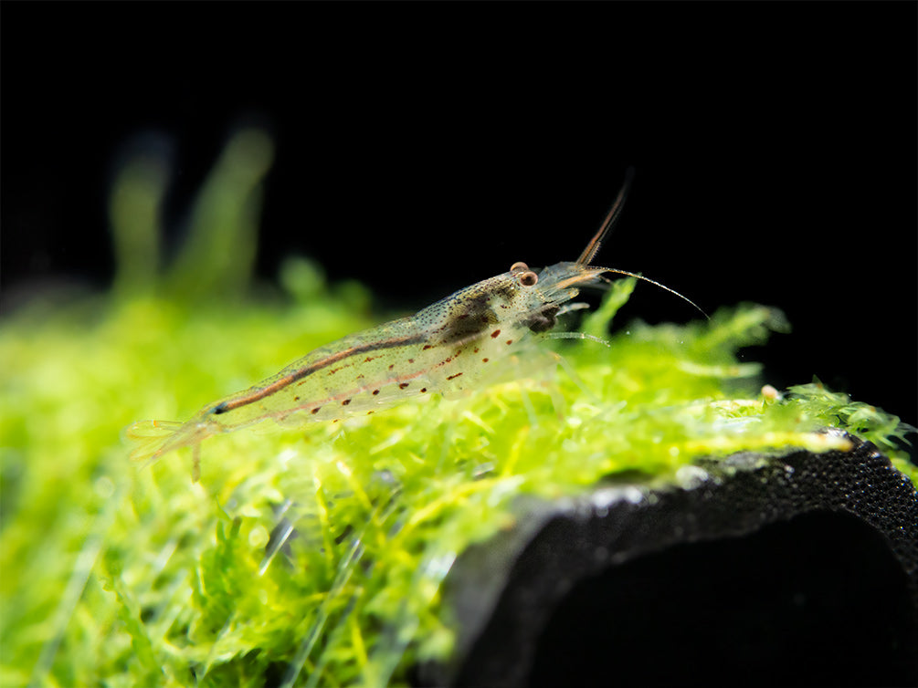 Amano AKA Yamato Shrimp (Caridina multidentata), CAPTIVE-BRED!