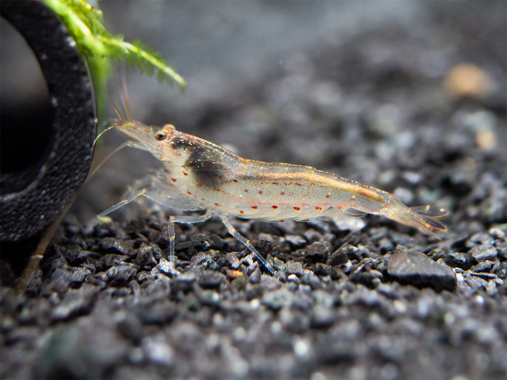 Amano AKA Yamato Shrimp (Caridina multidentata), CAPTIVE-BRED!