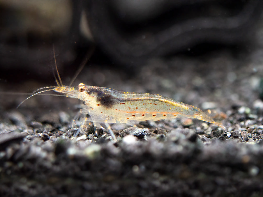 Amano AKA Yamato Shrimp (Caridina multidentata), CAPTIVE-BRED!