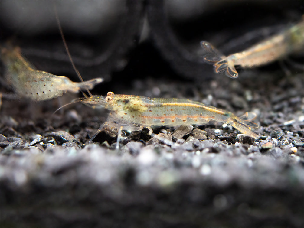 Amano AKA Yamato Shrimp (Caridina multidentata), CAPTIVE-BRED!