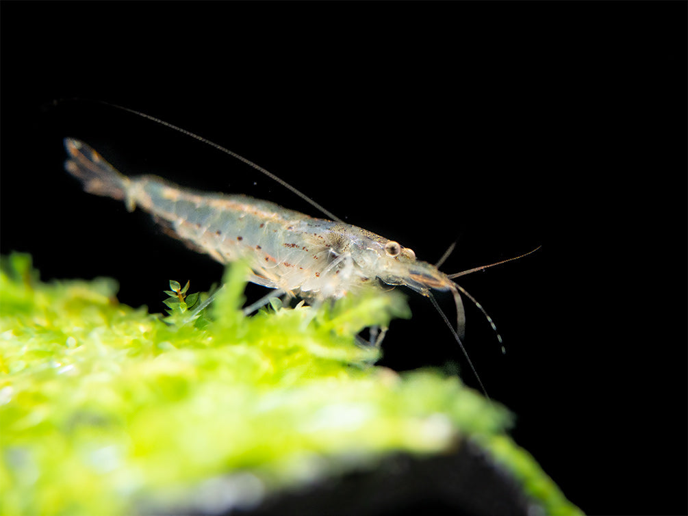 Amano AKA Yamato Shrimp (Caridina multidentata), CAPTIVE-BRED!