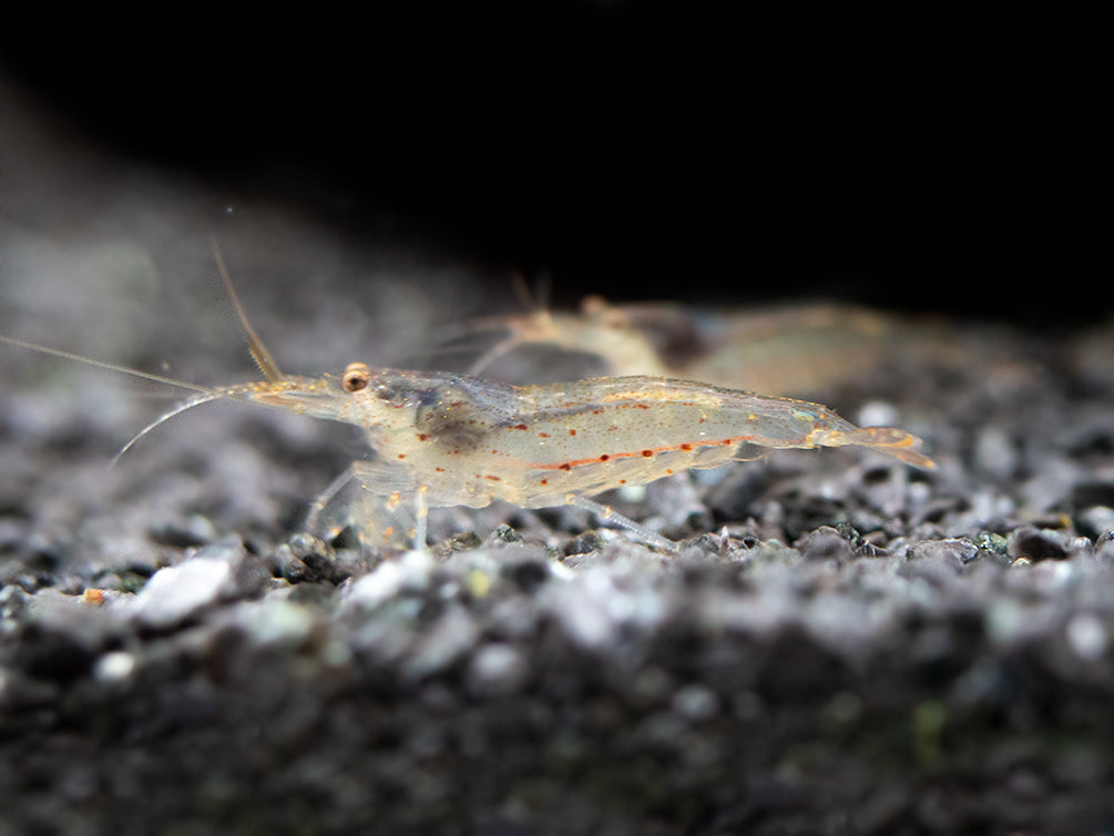 Amano AKA Yamato Shrimp (Caridina multidentata), CAPTIVE-BRED!