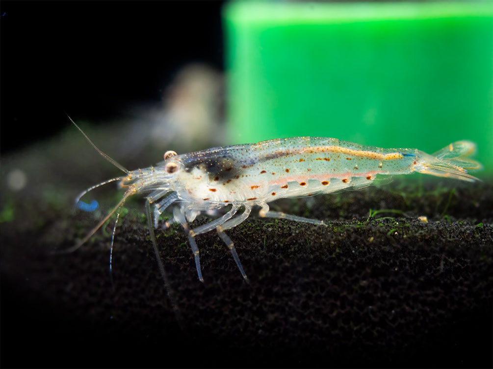 Amano AKA Yamato Shrimp (Caridina multidentata), CAPTIVE-BRED!