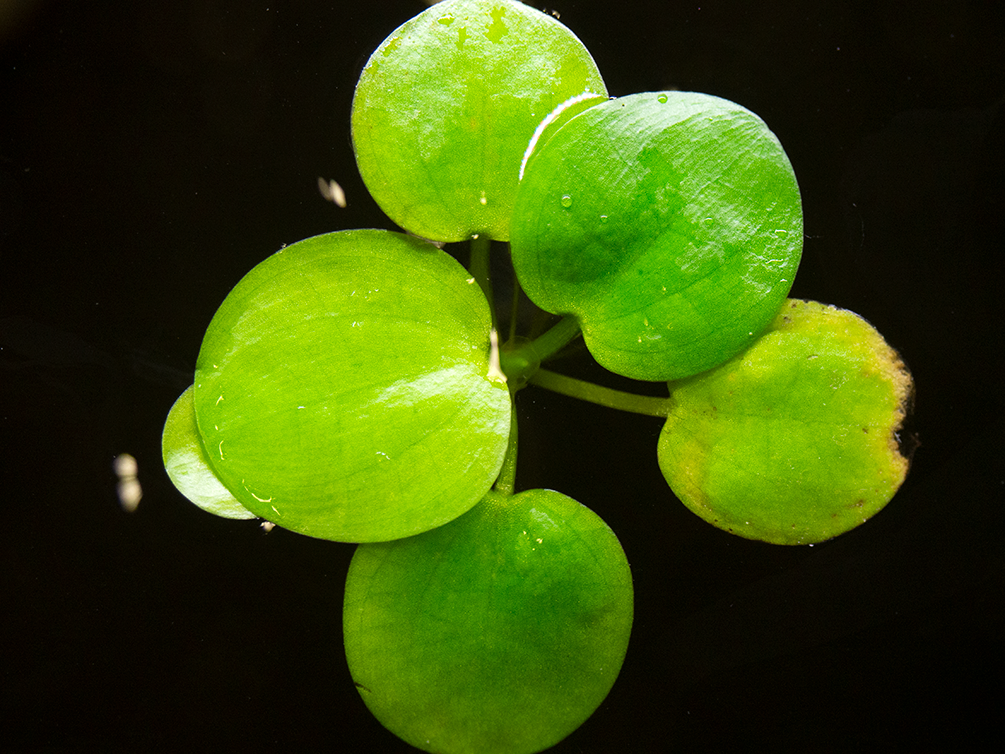 Amazon Frogbit AKA Spongeplant (Limnobium laevigatum)