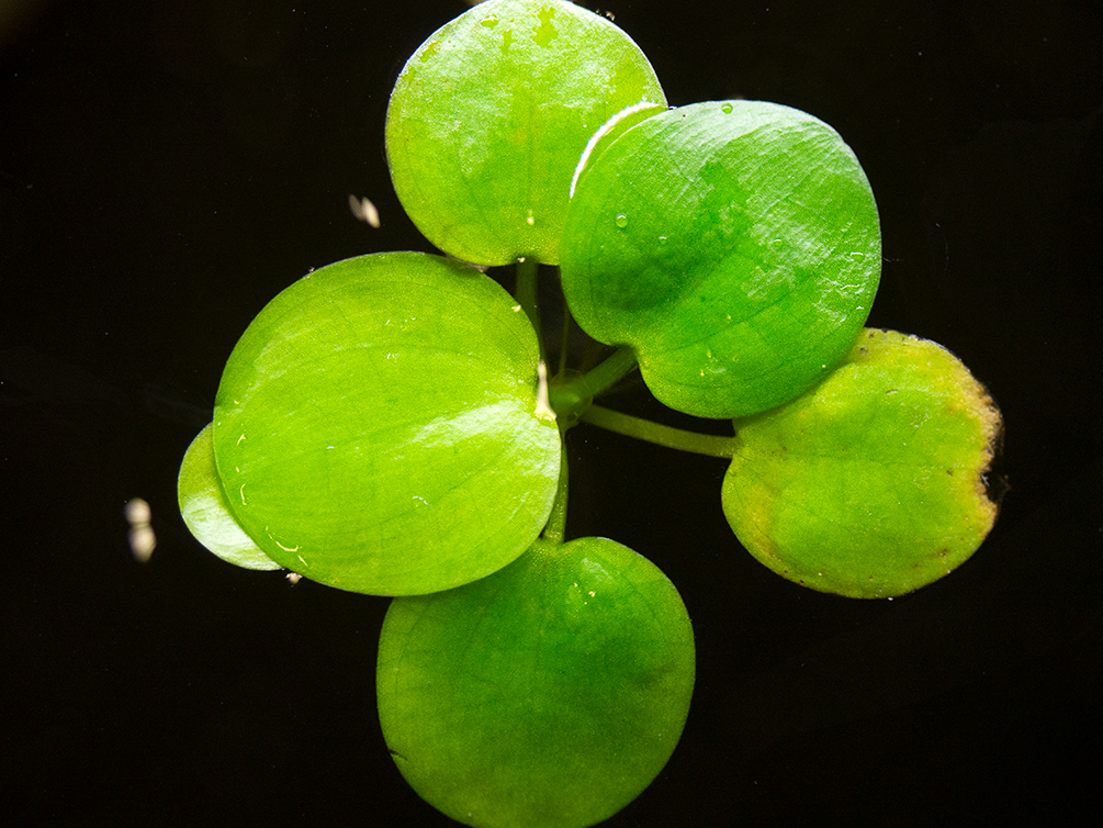 Amazon Frogbit (Limnobium laevigatum), - Aquatic Arts