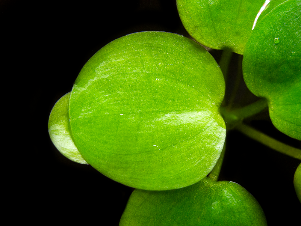 Amazon Frogbit AKA Spongeplant (Limnobium laevigatum)