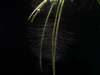 Amazon Frogbit AKA Spongeplant (Limnobium laevigatum)