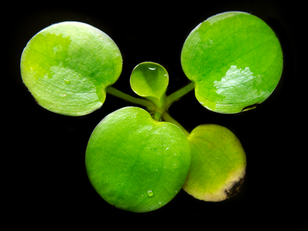 Amazon Frogbit AKA Spongeplant (Limnobium laevigatum)