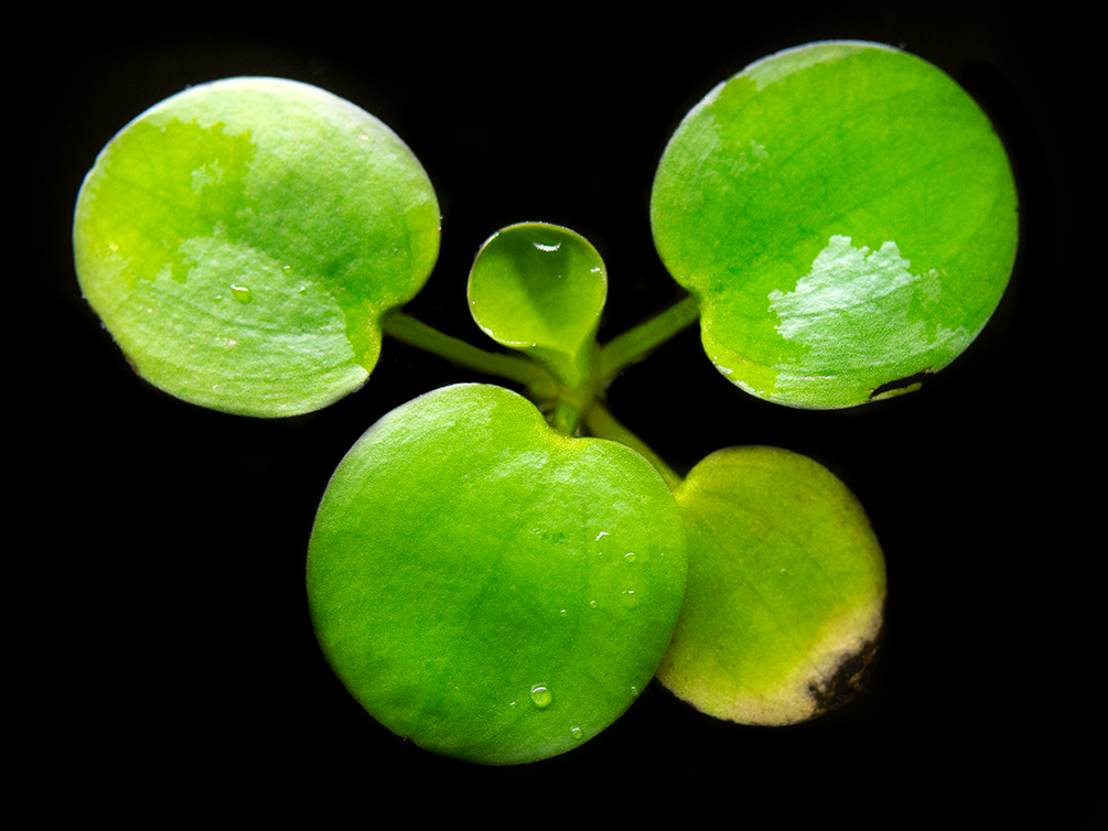 Amazon Frogbit (Limnobium laevigatum), - Aquatic Arts