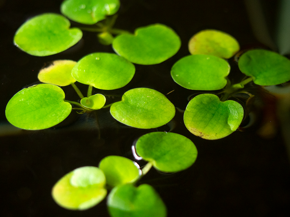 Amazon Frogbit AKA Spongeplant (Limnobium laevigatum)