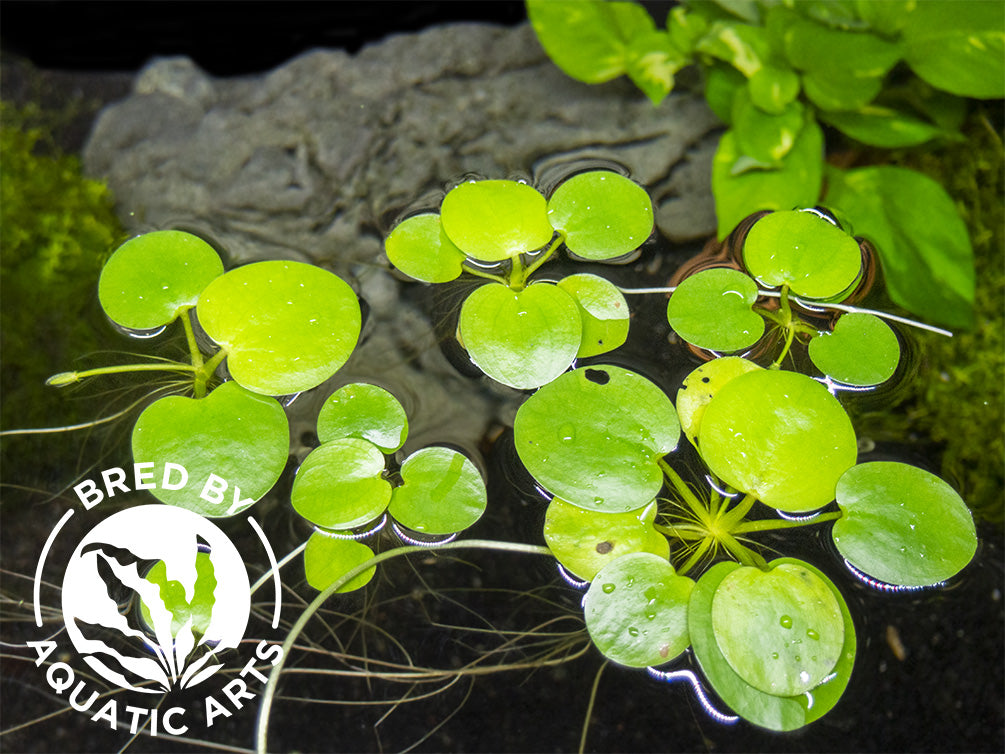 Amazon Frogbit AKA Spongeplant (Limnobium laevigatum), Aquatic Arts Grown!