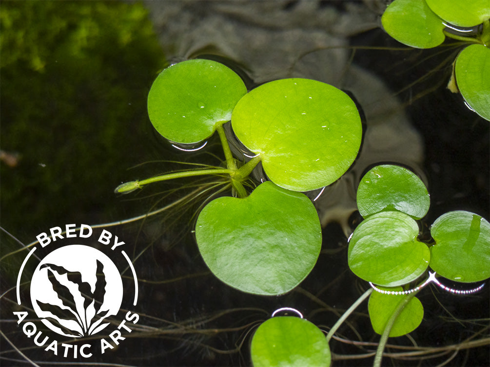 Amazon Frogbit AKA Spongeplant (Limnobium laevigatum), Aquatic Arts Grown!