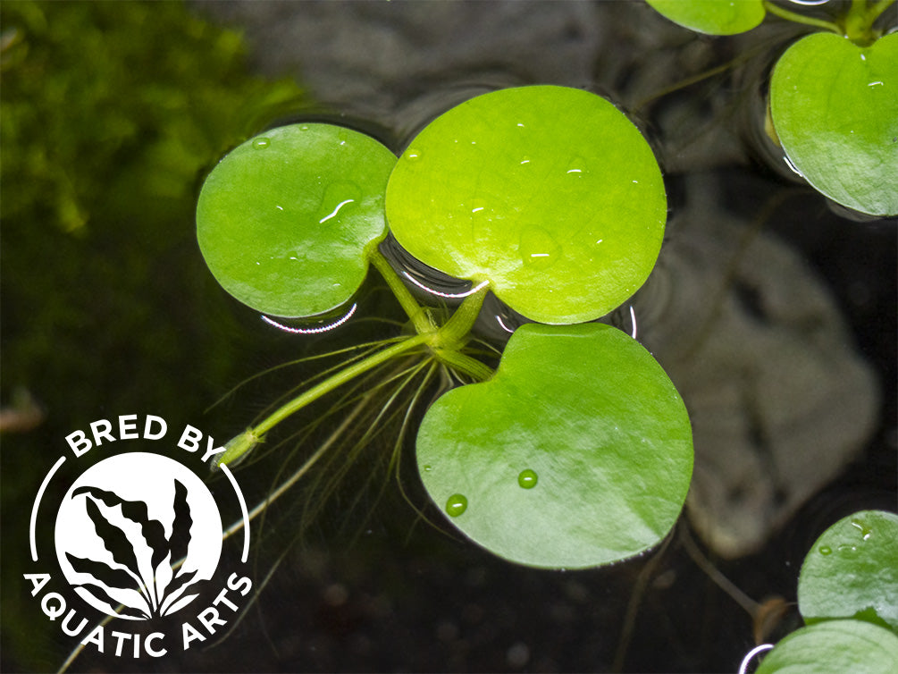 Amazon Frogbit AKA Spongeplant (Limnobium laevigatum), Aquatic Arts Grown!