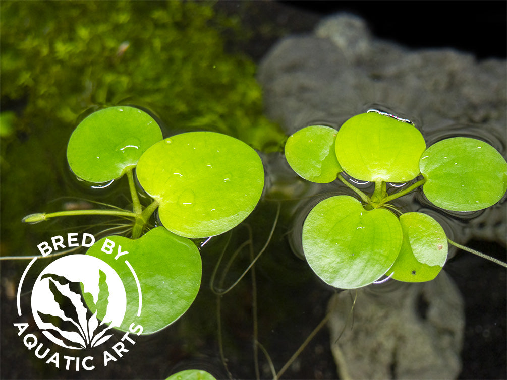 Amazon Frogbit AKA Spongeplant (Limnobium laevigatum), Aquatic Arts Grown!