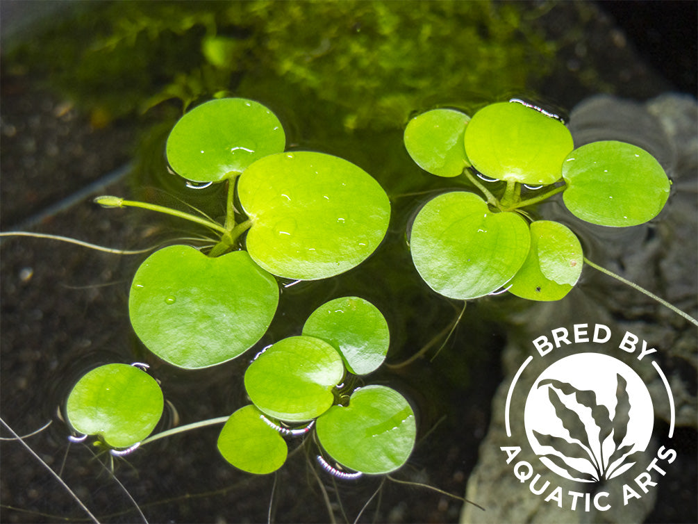 Amazon Frogbit AKA Spongeplant (Limnobium laevigatum), Aquatic Arts Grown!