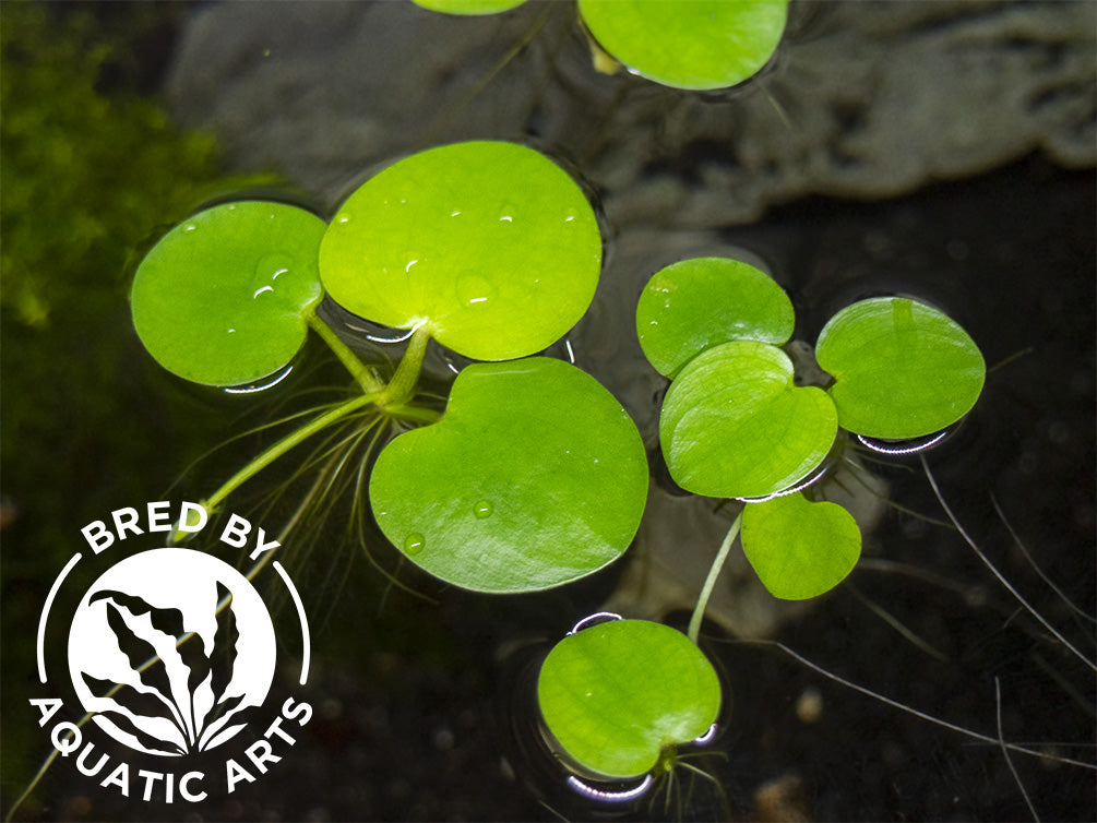 Frogbit Amazon Limnobium Laevigatum Amazon Frogbit – Aquapets