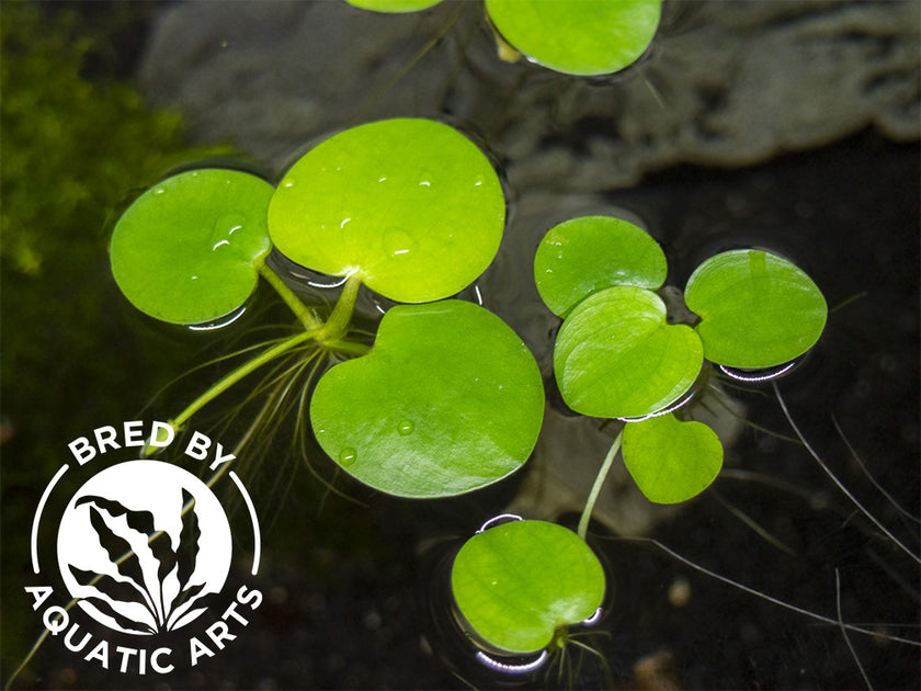 Floating Plants – Aquatic Arts
