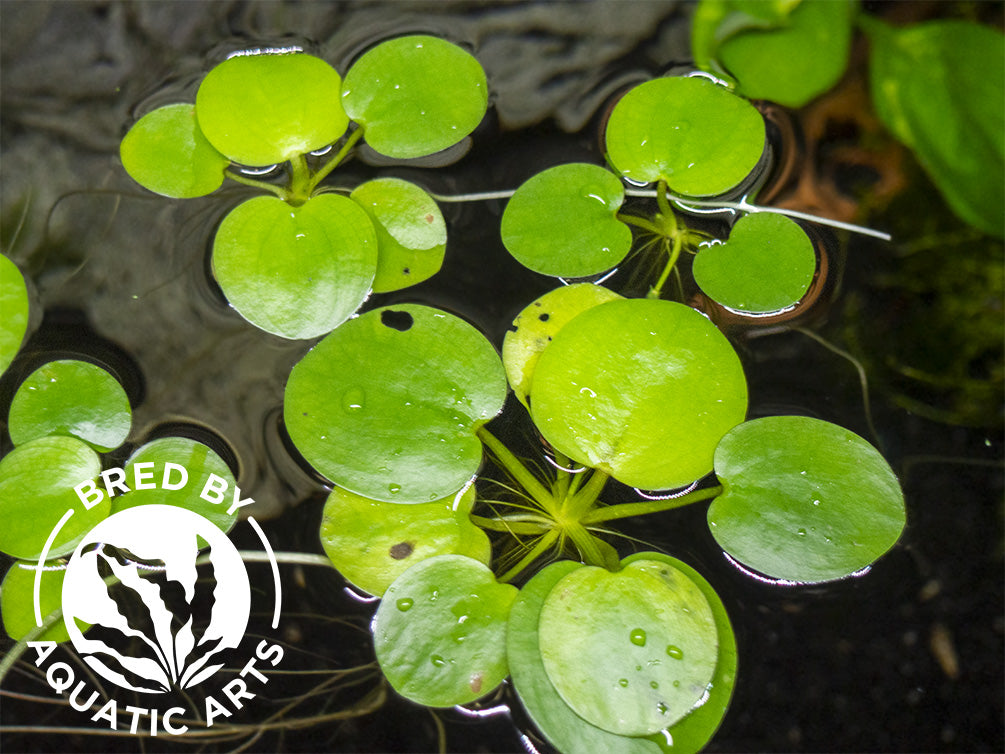 Amazon Frogbit AKA Spongeplant (Limnobium laevigatum), Aquatic Arts Grown!