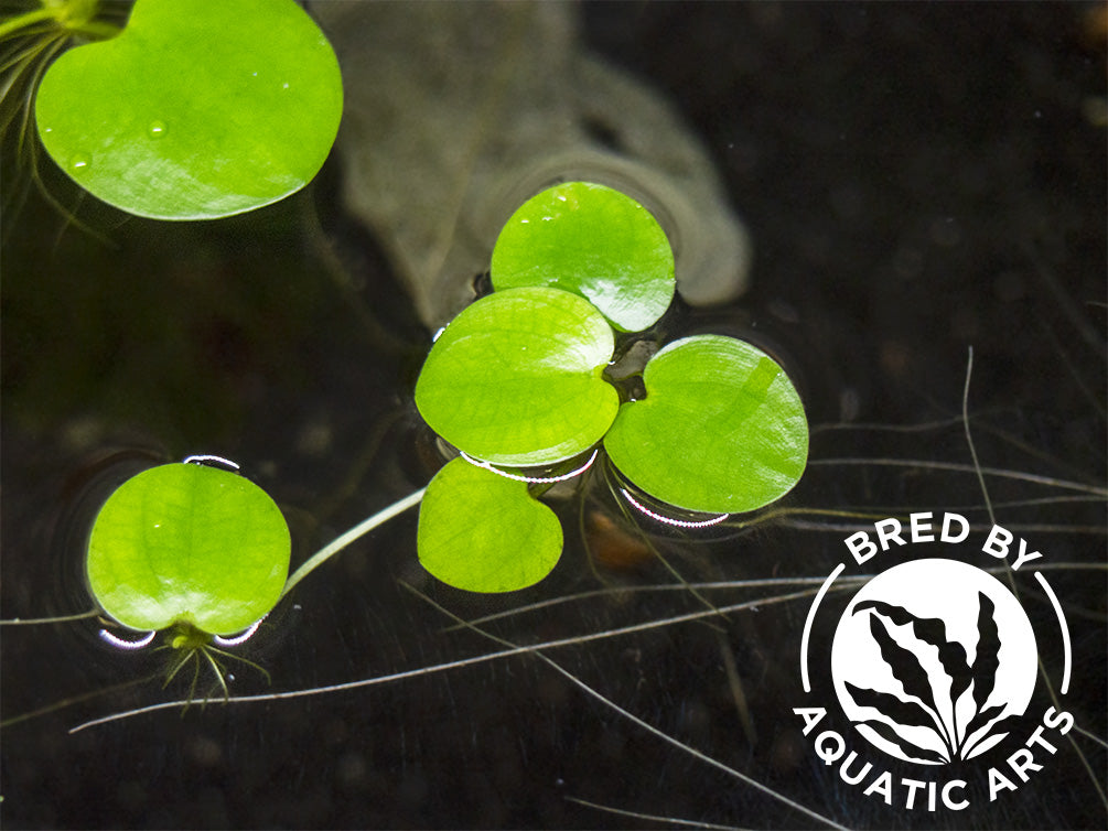 Amazon Frogbit AKA Spongeplant (Limnobium laevigatum), Aquatic Arts Grown!