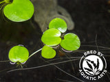 Amazon Frogbit AKA Spongeplant (Limnobium laevigatum), Aquatic Arts Grown!