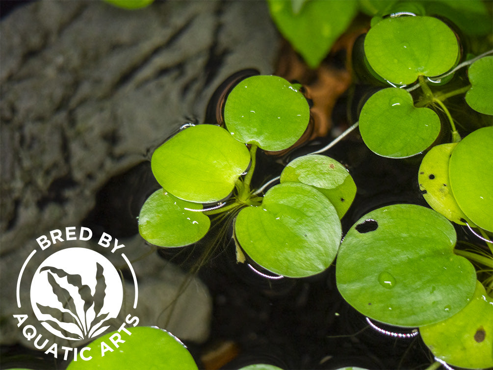 Amazon Frogbit AKA Spongeplant (Limnobium laevigatum), Aquatic Arts Grown!