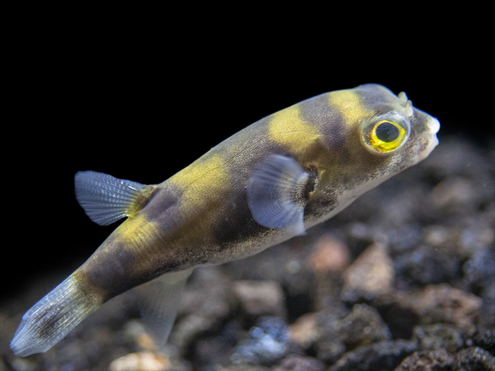 Amazon Puffer (Colomesus asellus) - Aquatic Arts