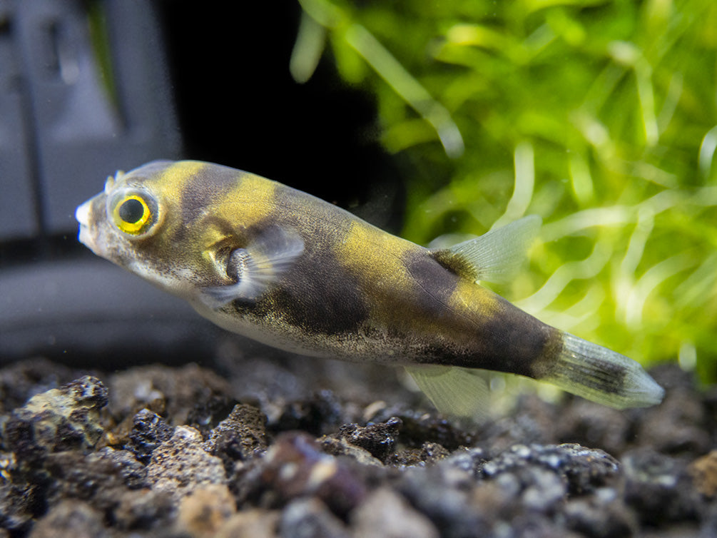 Amazon Puffer (Colomesus asellus)