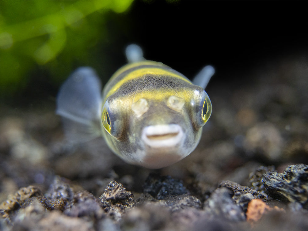 Amazon Puffer (Colomesus asellus)