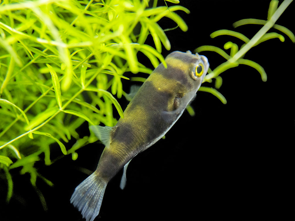 Amazon Puffer (Colomesus asellus) - Aquatic Arts