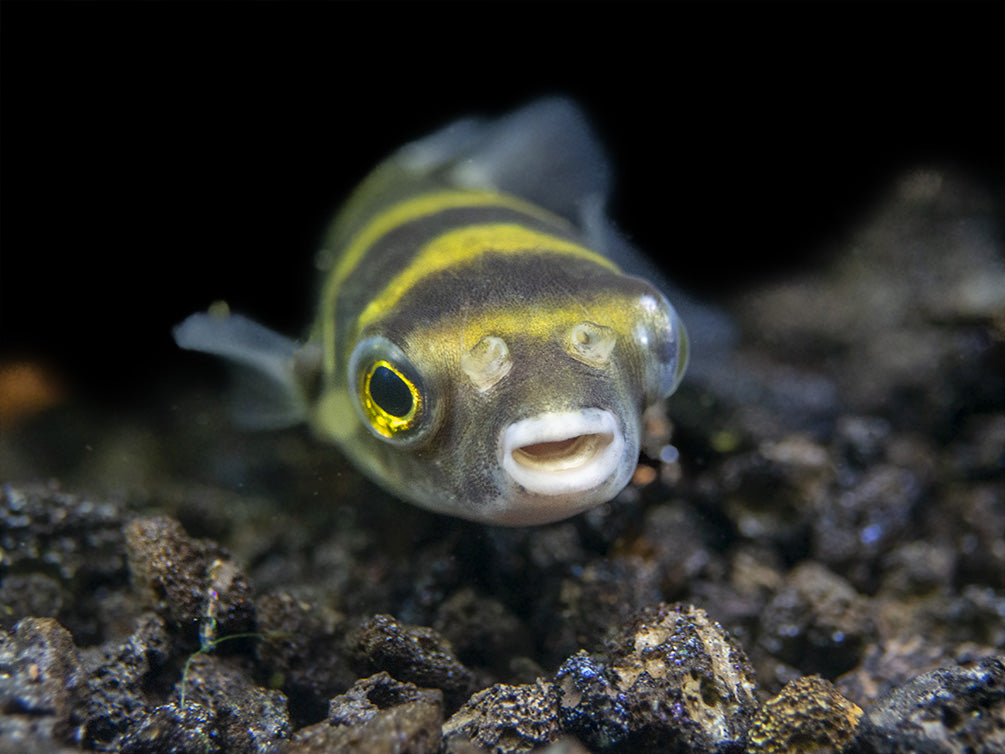 Amazon Puffer (Colomesus asellus)