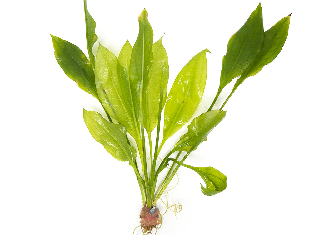 amazon pot plant Amazon Sword Plant (Echinodorus amazonicus)