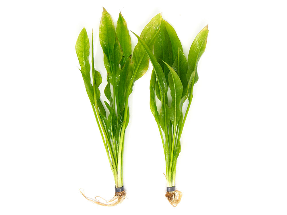 sword succulent Amazon Sword Plant (Echinodorus amazonicus)