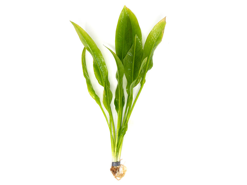 plastic amazon sword plant Amazon Sword Plant (Echinodorus amazonicus)